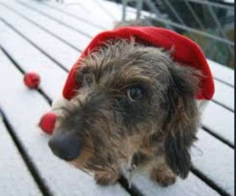 Dogorama Photo Challenge - Nikolaus-Beitrag-Bild