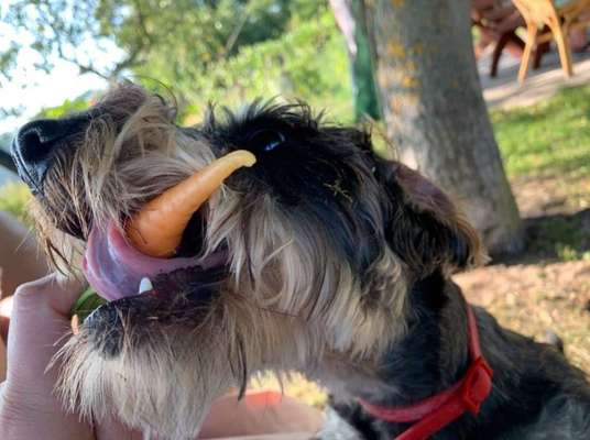 19. Handy - Foto - Challenge-Beitrag-Bild