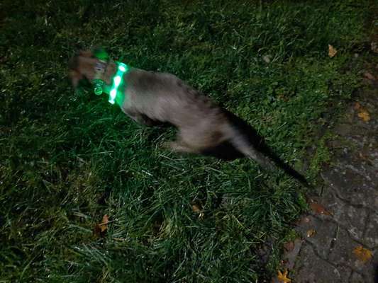 Beleuchtung beim Gassigang-Beitrag-Bild