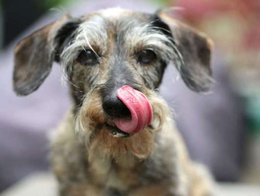 Tongue Out Tuesday-Beitrag-Bild