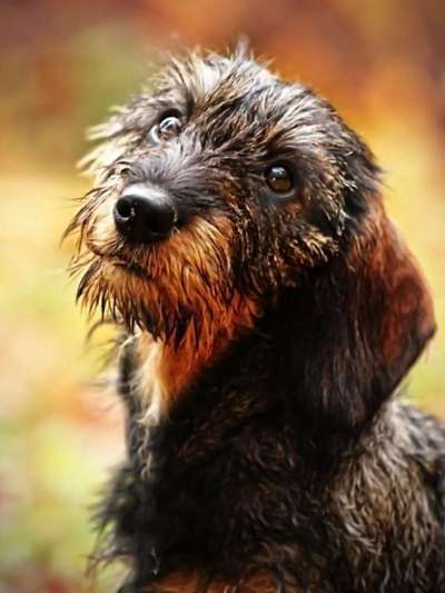 Dogorama Photo Challenge - Regenwetter-Beitrag-Bild