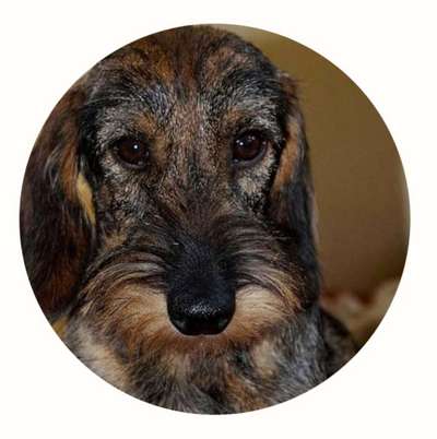 Hunderunde-Beitrag-Bild