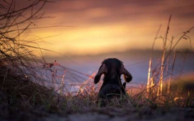 Sonnenaufgang mit Hund-Beitrag-Bild