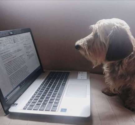 31. Handy - Fotochallenge
Vierbeiner mit am Tisch-Beitrag-Bild