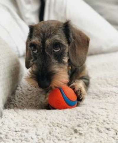 Dogorama Photo Challenge - Rund-Beitrag-Bild