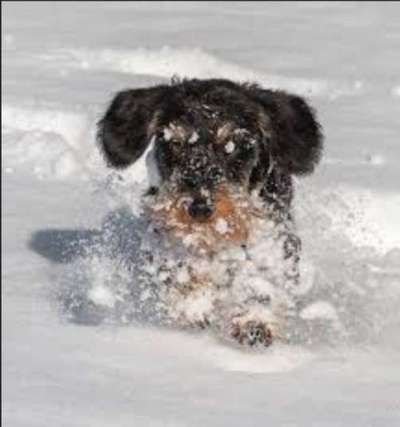 Dogorama Photo Challenge - Winterstimmung-Beitrag-Bild