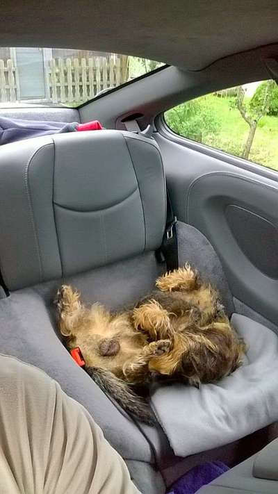 Foto Challenge Thema "Hunde im Auto"-Beitrag-Bild