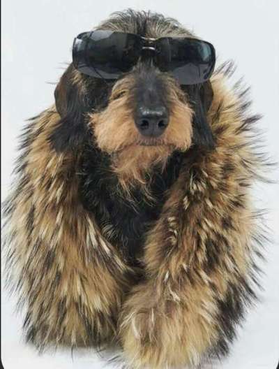 33. Handy Foto Challenge - Verkleidung deines Hundes-Beitrag-Bild