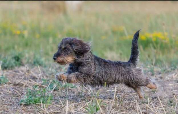 Dogorama Photo Challenge - Frühlingserwachen-Beitrag-Bild