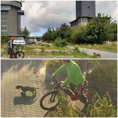 33. Collagen Challenge - Dein Hund und ein Fahrrad-Beitrag-Bild