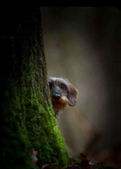 Dogorama Photo Challenge - Märchenwald-Beitrag-Bild