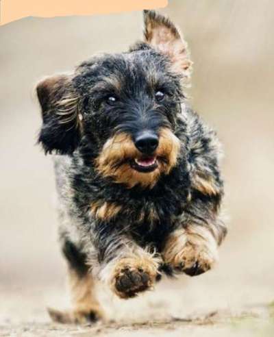 Wie kamt ihr auf die Rasse eures Hundes?-Beitrag-Bild