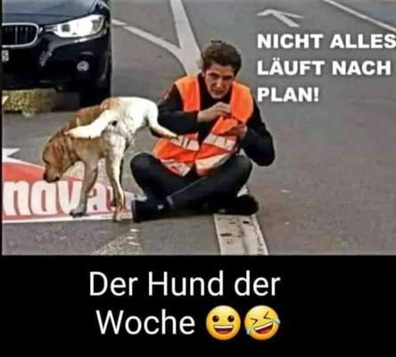 Hunde Memes-Beitrag-Bild