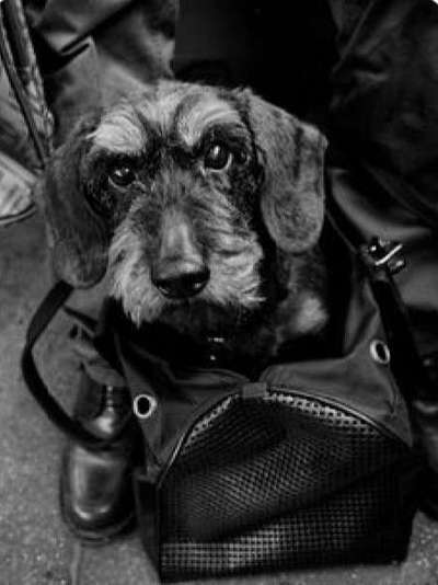 149. Foto Challenge: Wer ist hier der Boss!-Beitrag-Bild