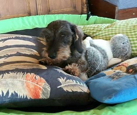 Der Lieblingsplüschi eures Vierbeiners-Beitrag-Bild