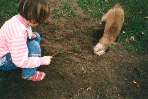 Immer der Nase nach - die schönsten Jagdhund-Bilder-Beitrag-Bild