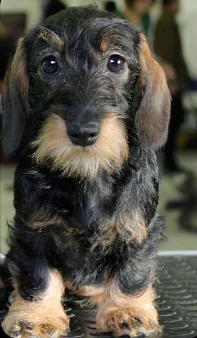 Dackelchen-Beitrag-Bild