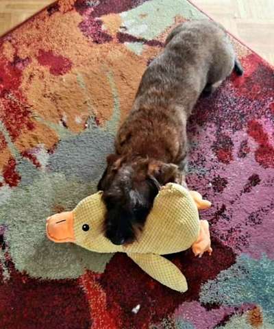 Hat euer(e) Hund(e) Lieblingsspielzeug, das er/sie seit Jahren hat ?-Beitrag-Bild