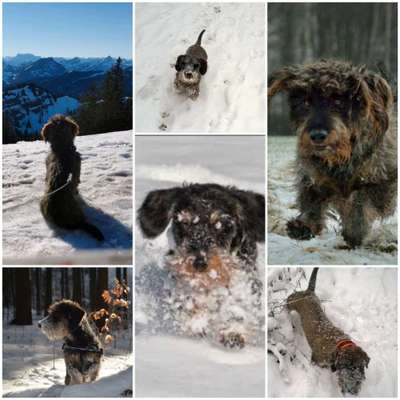 24. Collage-Challenge  *Hund im Schnee*-Beitrag-Bild