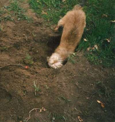 Fotosammlung: ,,Der natürliche Hund" Unbearbeitet, ungestellt und in Natura-Beitrag-Bild