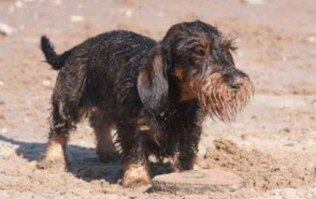 Fotosammlung: ,,Der natürliche Hund" Unbearbeitet, ungestellt und in Natura-Beitrag-Bild