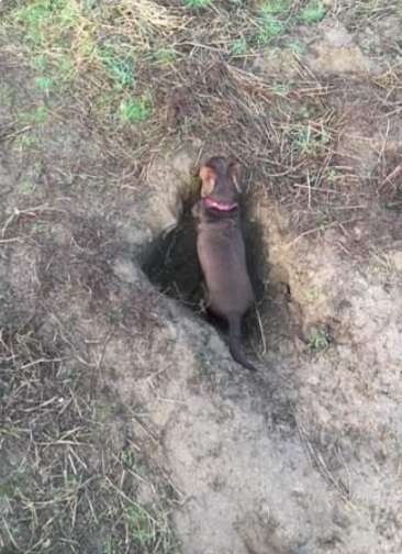 Dogorama Photo Challenge - Buddeln-Beitrag-Bild