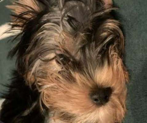 Dogorama Photo Challenge - Fail/Outtakes-Beitrag-Bild