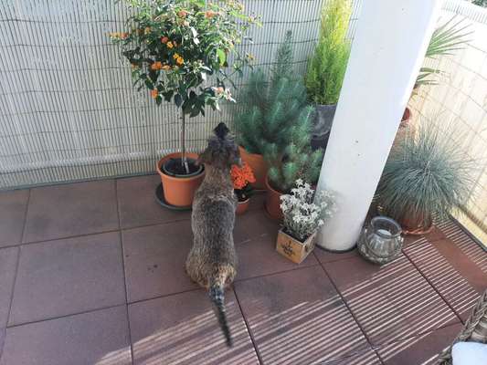 Dogorama Photo Challenge- Der Nase nach-Beitrag-Bild