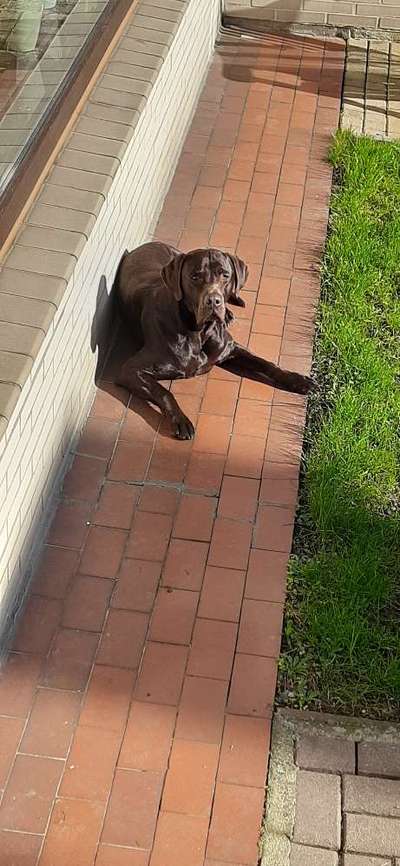 36. Handy Foto Challenge - Sonnenanbeter-Beitrag-Bild