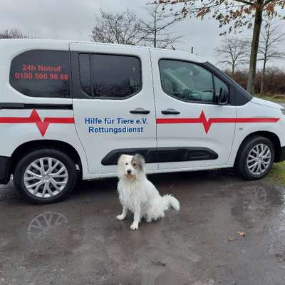 Medizinische Dienstleistungen-Hilfe-für-Tiere-Team-Bild