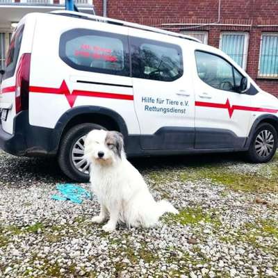 Hundetreffen-Tierkrankenwagen vorstellen-Bild