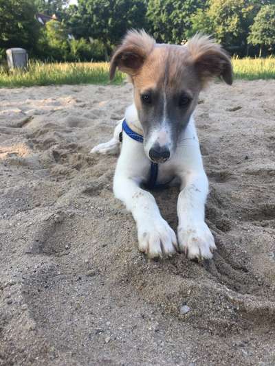 Hundetreffen-Windhunde gesucht-Bild