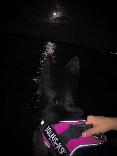 Dogorama-Monats-Challenge-Mai "Wasser"-Beitrag-Bild