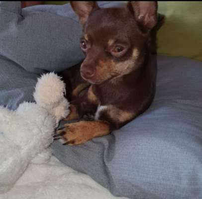 Wo sind die Chihuahua Besitzer ?-Beitrag-Bild