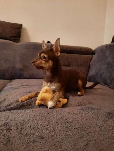 Wo sind die Chihuahua Besitzer ?-Beitrag-Bild