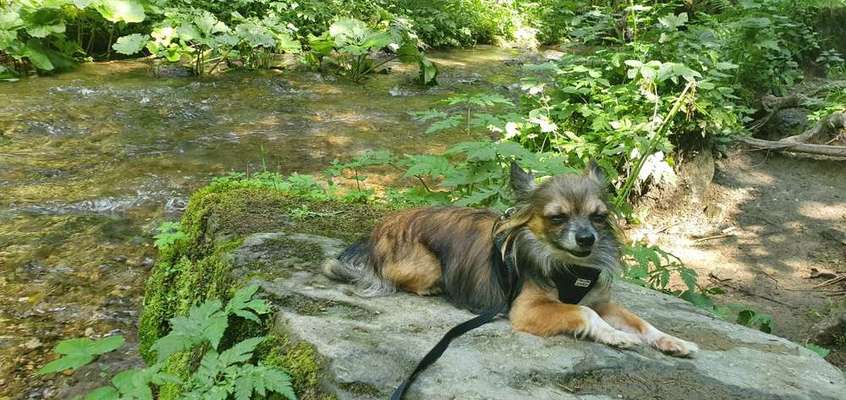 Dein Hund im Dogorama-Kalender 2021-Beitrag-Bild