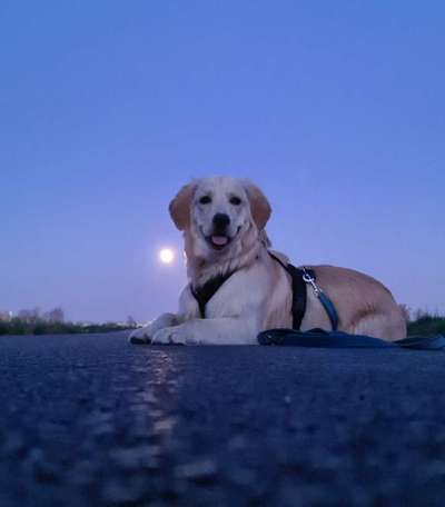 Dogorama Photo Challenge - Portrait-Beitrag-Bild