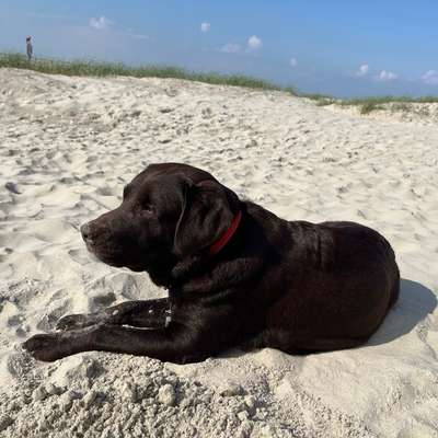 Hundetreffen-Gemeinsames üben und spielen