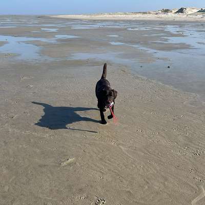 Hundetreffen-Übungsspaziergang oder / und regelmäßige Gassirunde-Bild