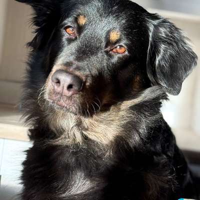 Hundetreffen-Suche Gassi Freunde-Bild