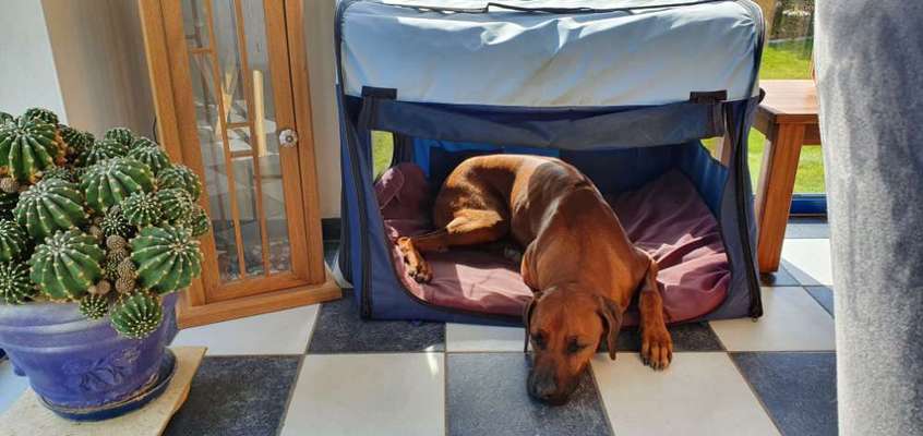 Rhodesian Ridgeback-Beitrag-Bild