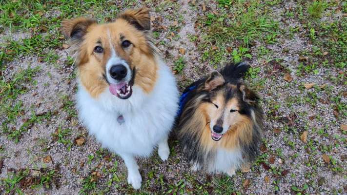 Die Dogorama Kalender Challenge Titelbild-Beitrag-Bild