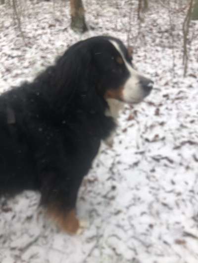 Berner Sennen-Beitrag-Bild