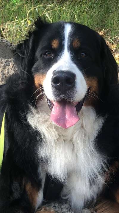 Unsere Fellnasen im Regenbogenland-Beitrag-Bild