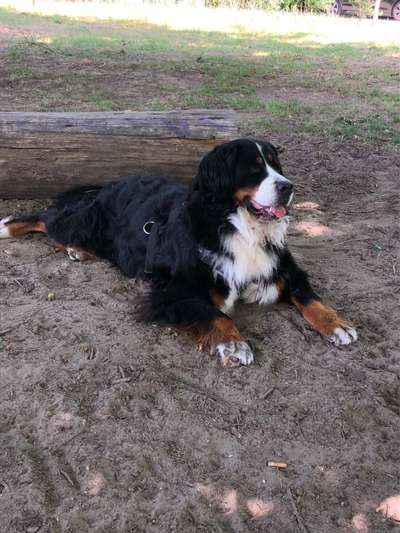 Berner Sennen-Beitrag-Bild