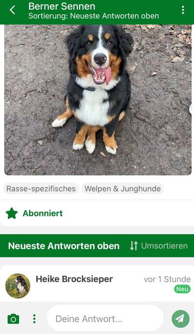 Berner Sennen-Beitrag-Bild