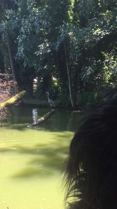 Dogorama Photo Challenge - schönster Gassiausblick-Beitrag-Bild