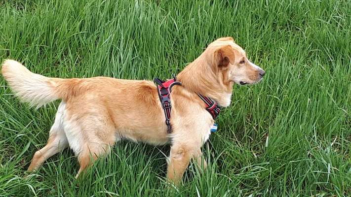 Die Dogorama Kalender Challenge Titelbild-Beitrag-Bild