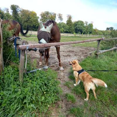 Fotochallenge Nr. 51 "Euer Hund mit anderen Tieren"-Beitrag-Bild