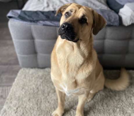 Hundetreffen-Spieletreff / Hundekumpel-Bild